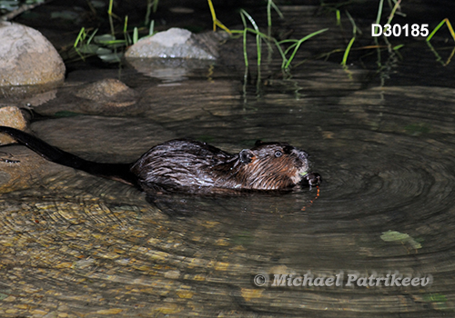 North American Beaver (Castor canadensis)